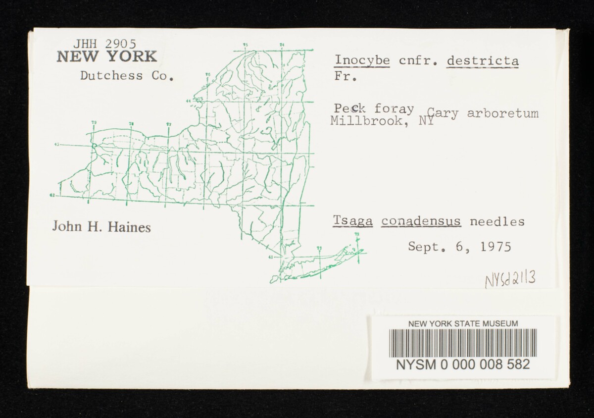 Inocybe destricta image