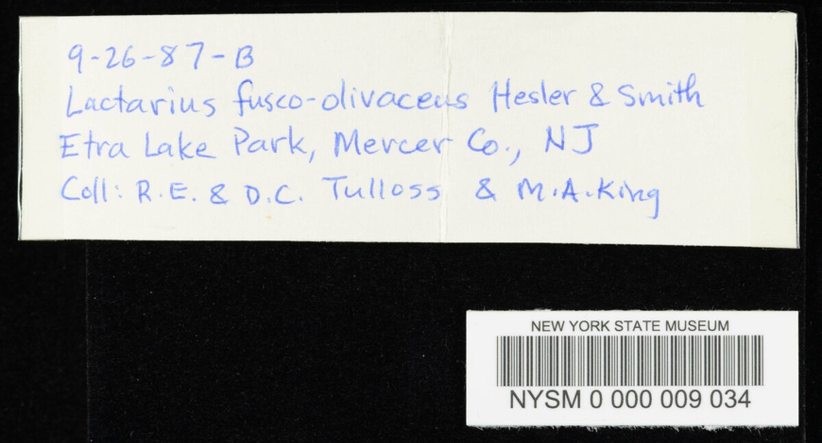 Lactarius fusco-olivaceus image