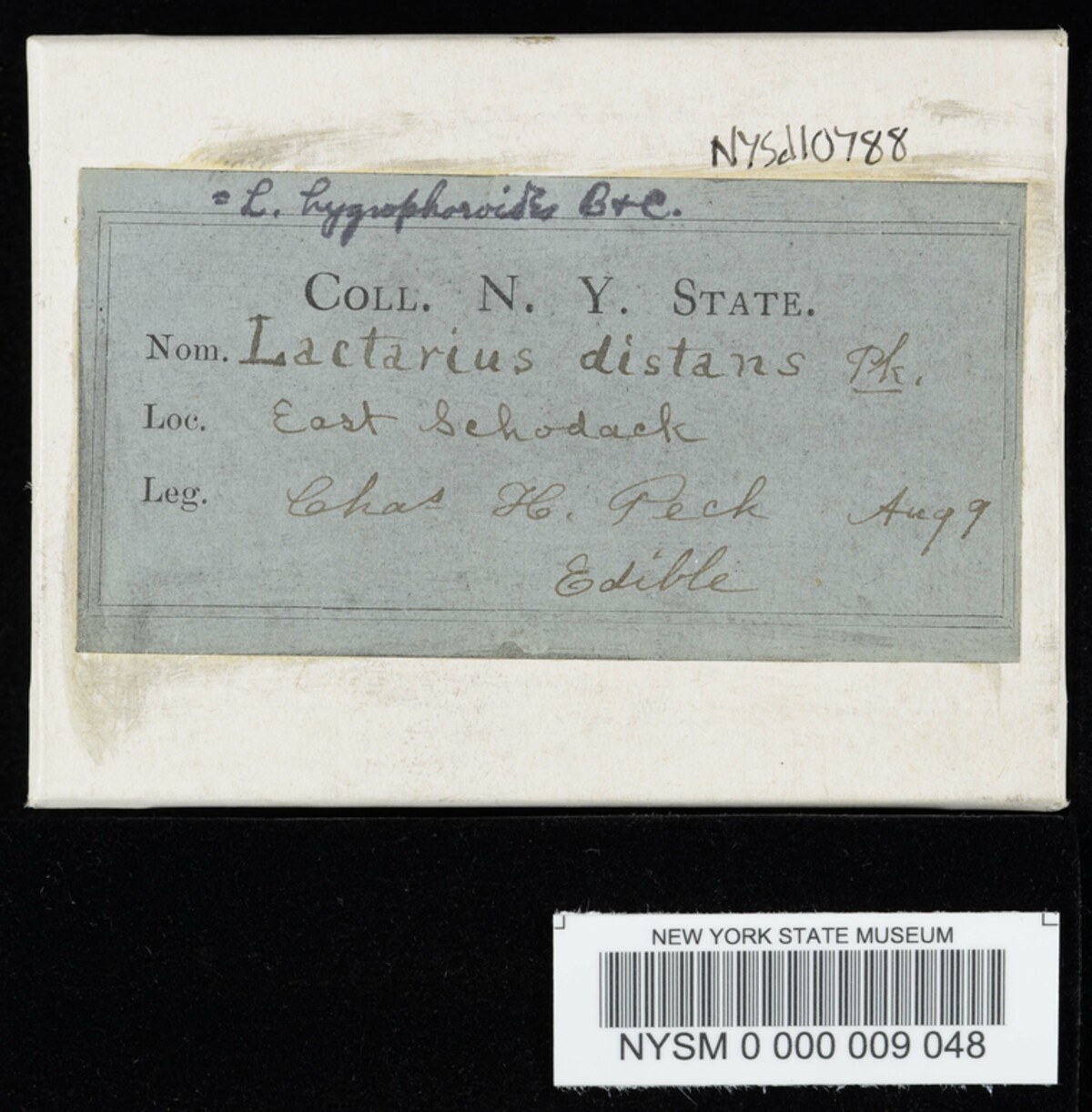 Lactarius distans image