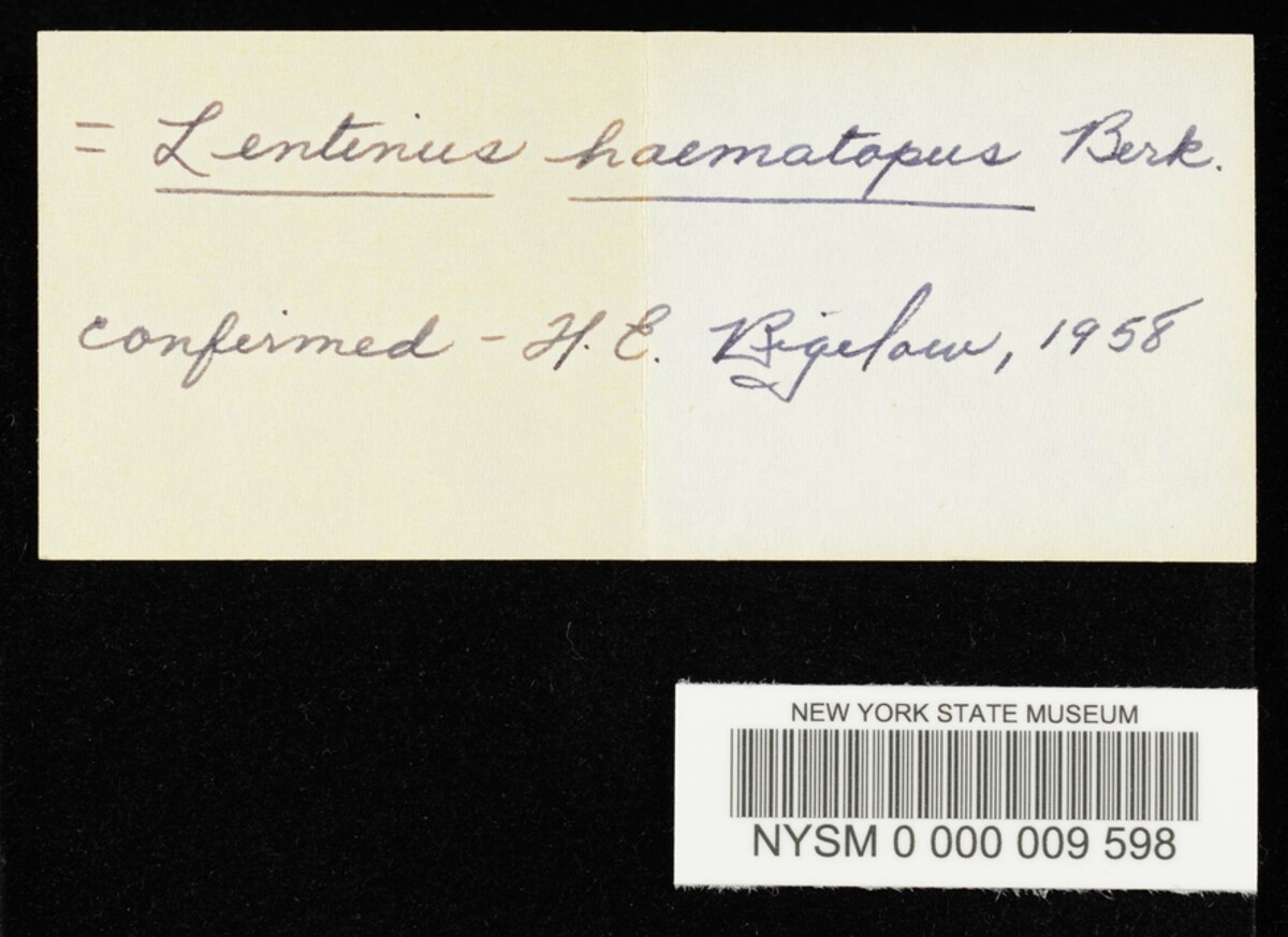 Lentinus haematopus image