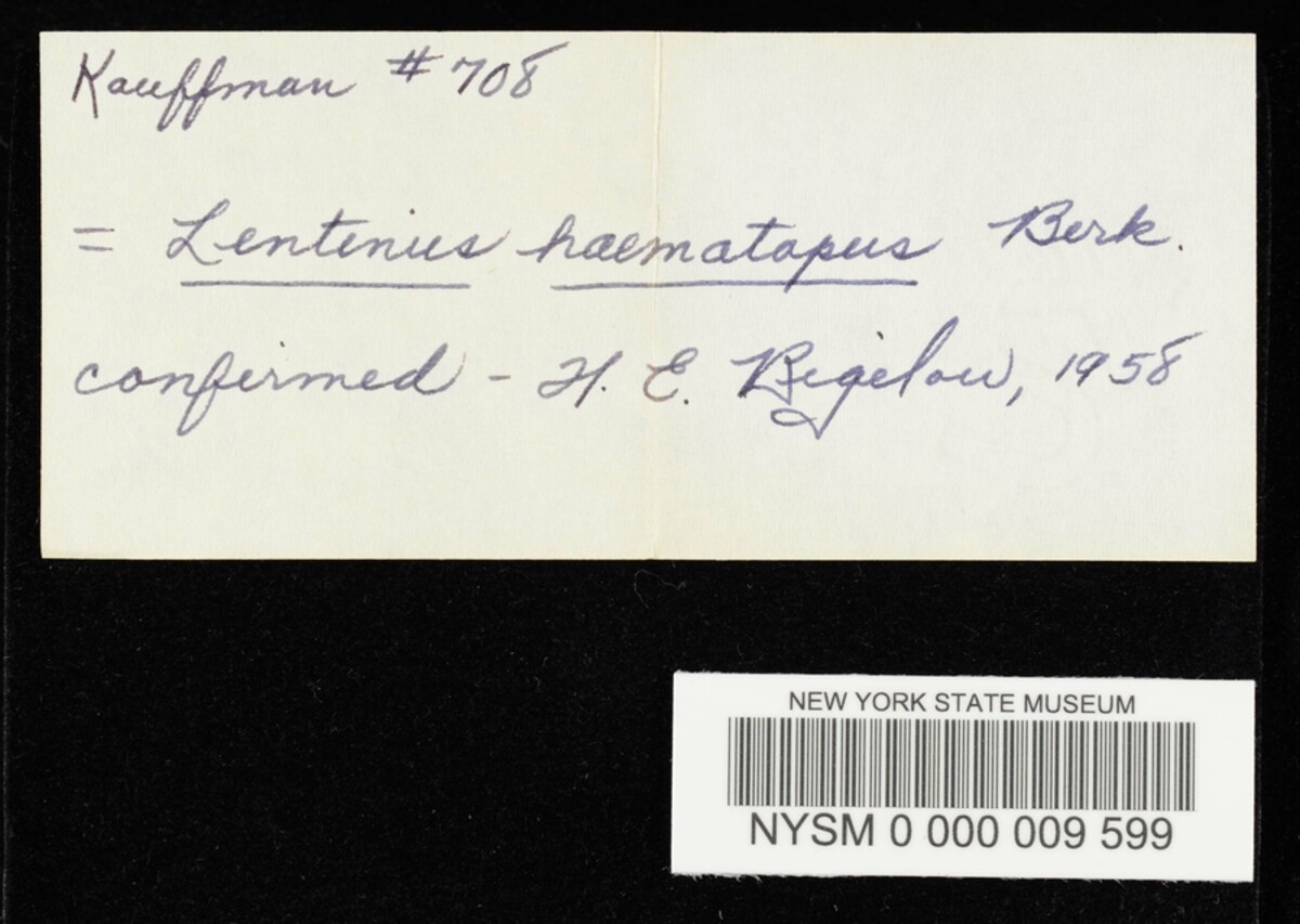 Lentinus haematopus image