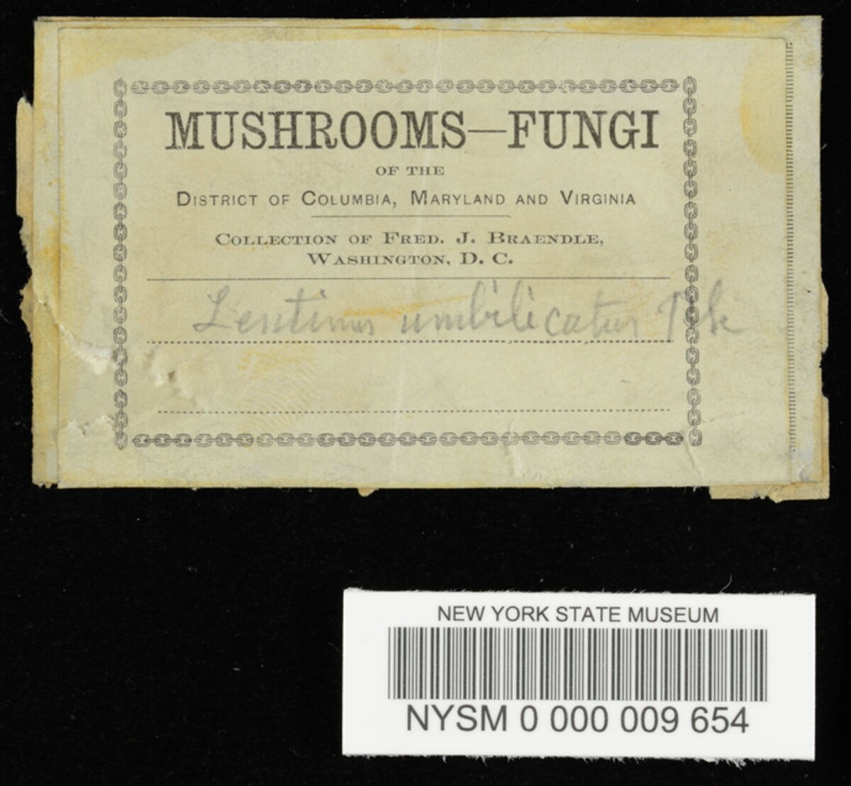 Lentinus umbilicatus image