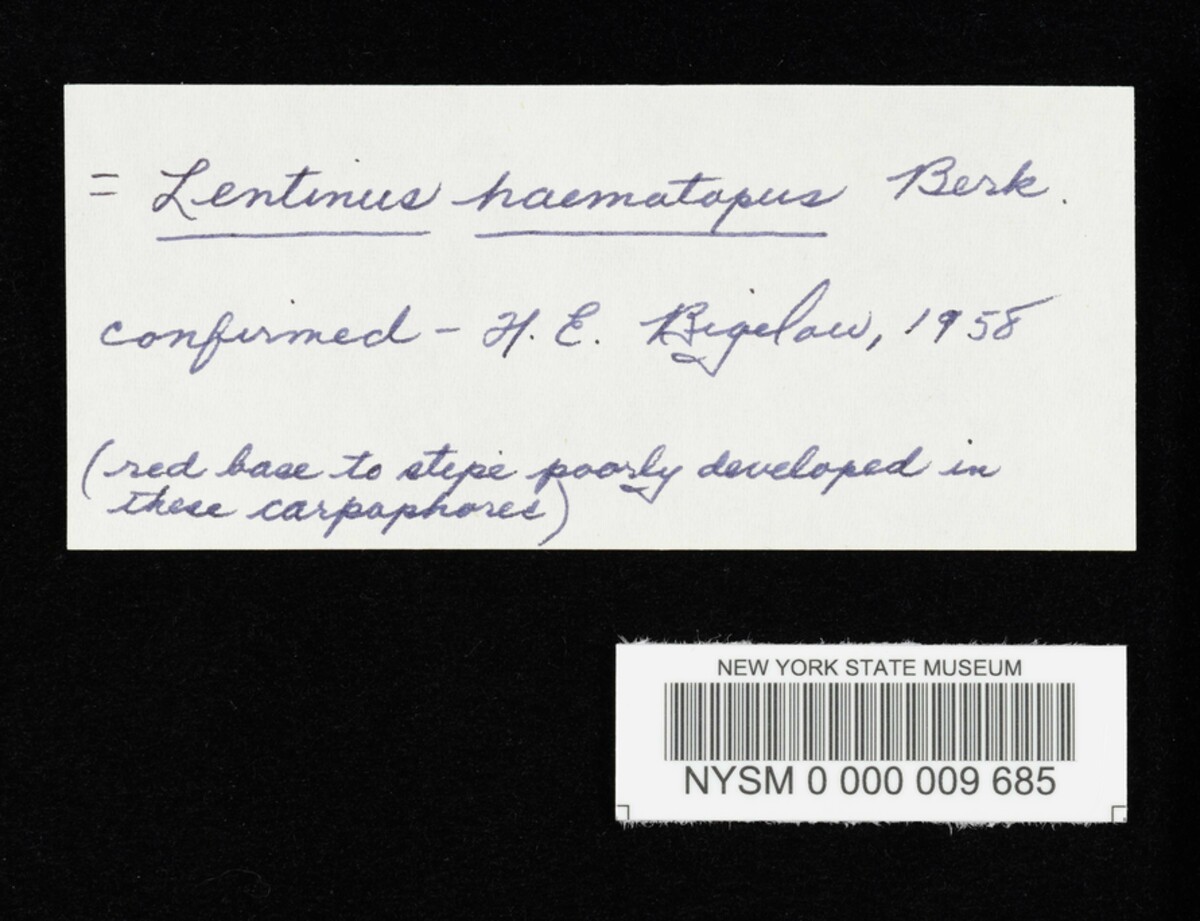 Lentinus haematopus image