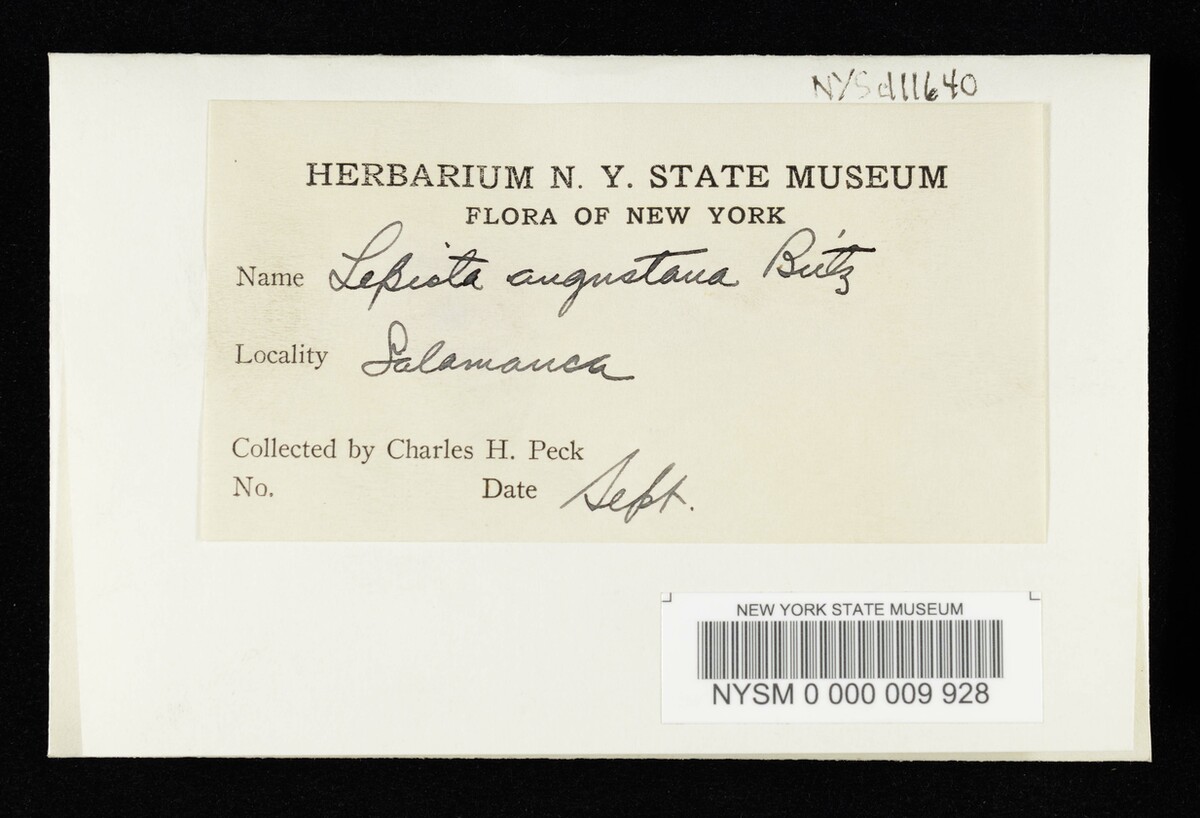 Lepiota augustana image