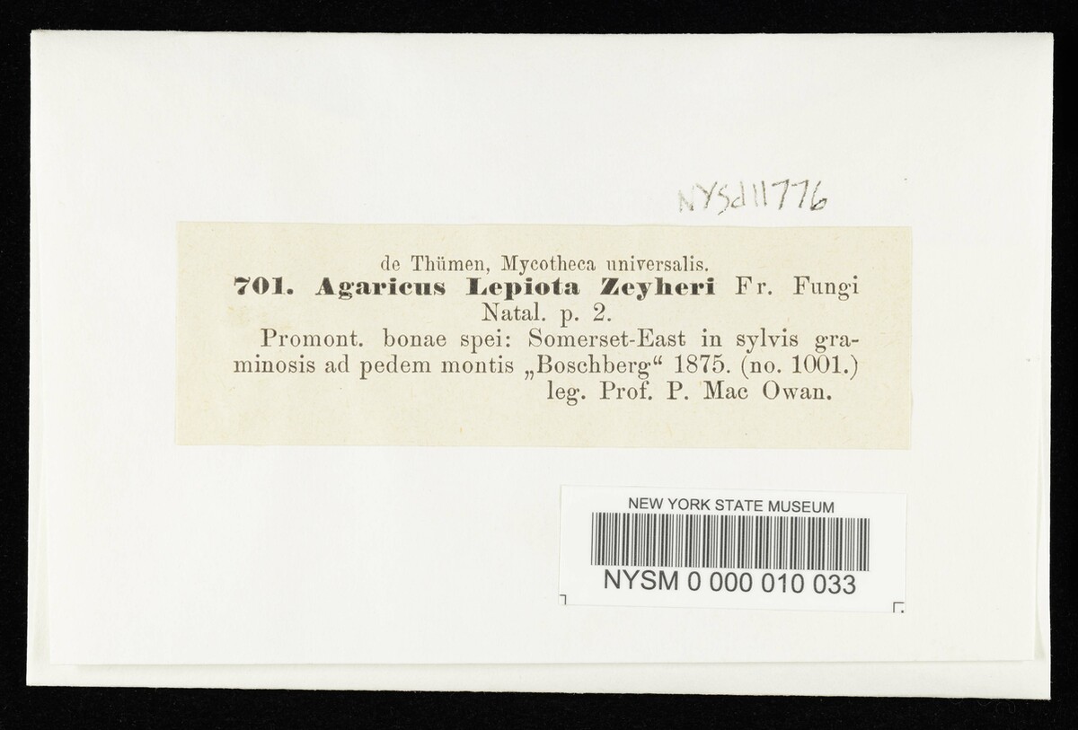Lepiota zeyheri image