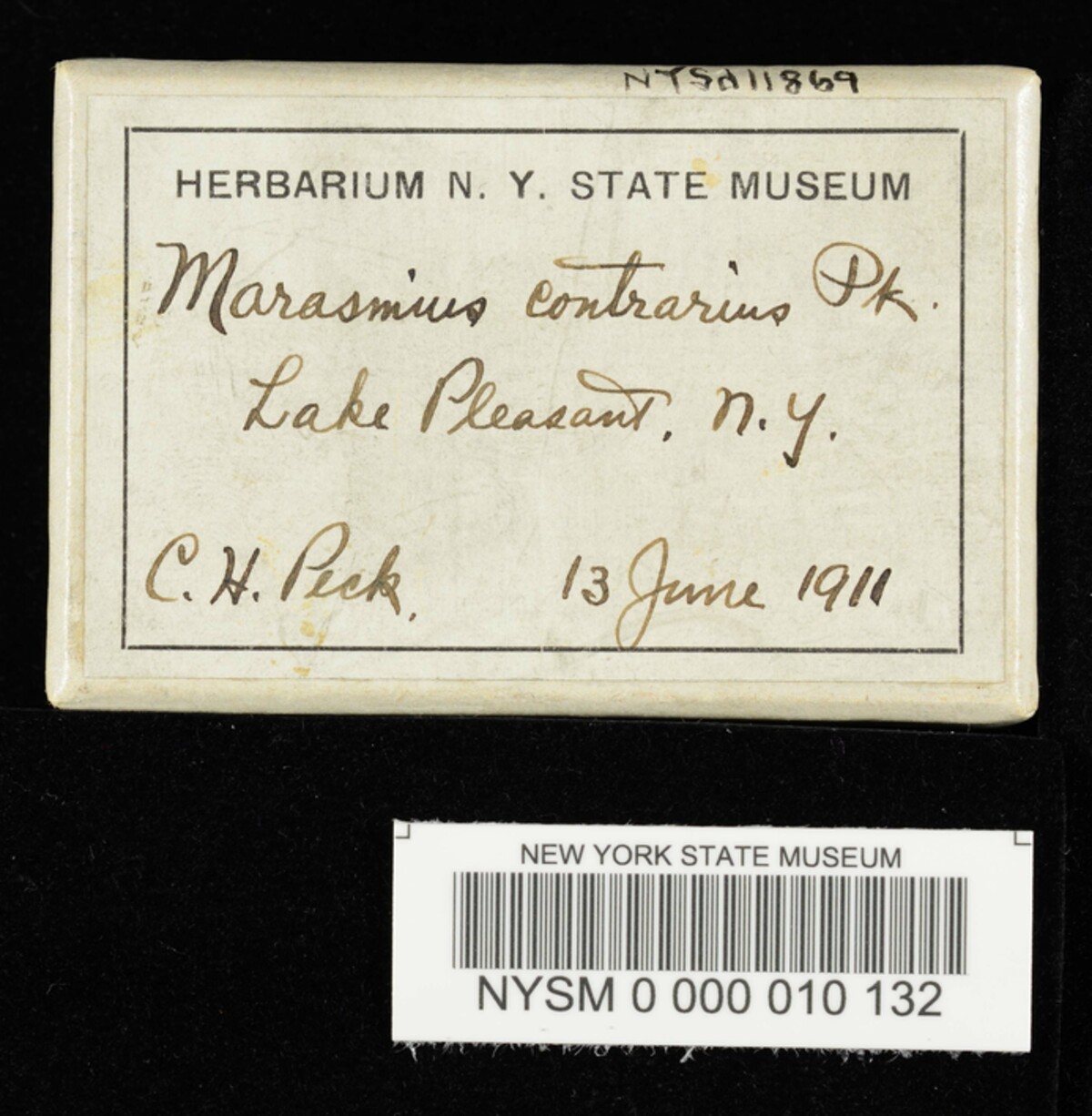 Marasmius contrarius image