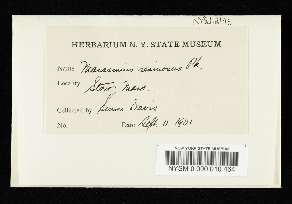Marasmius resinosus image