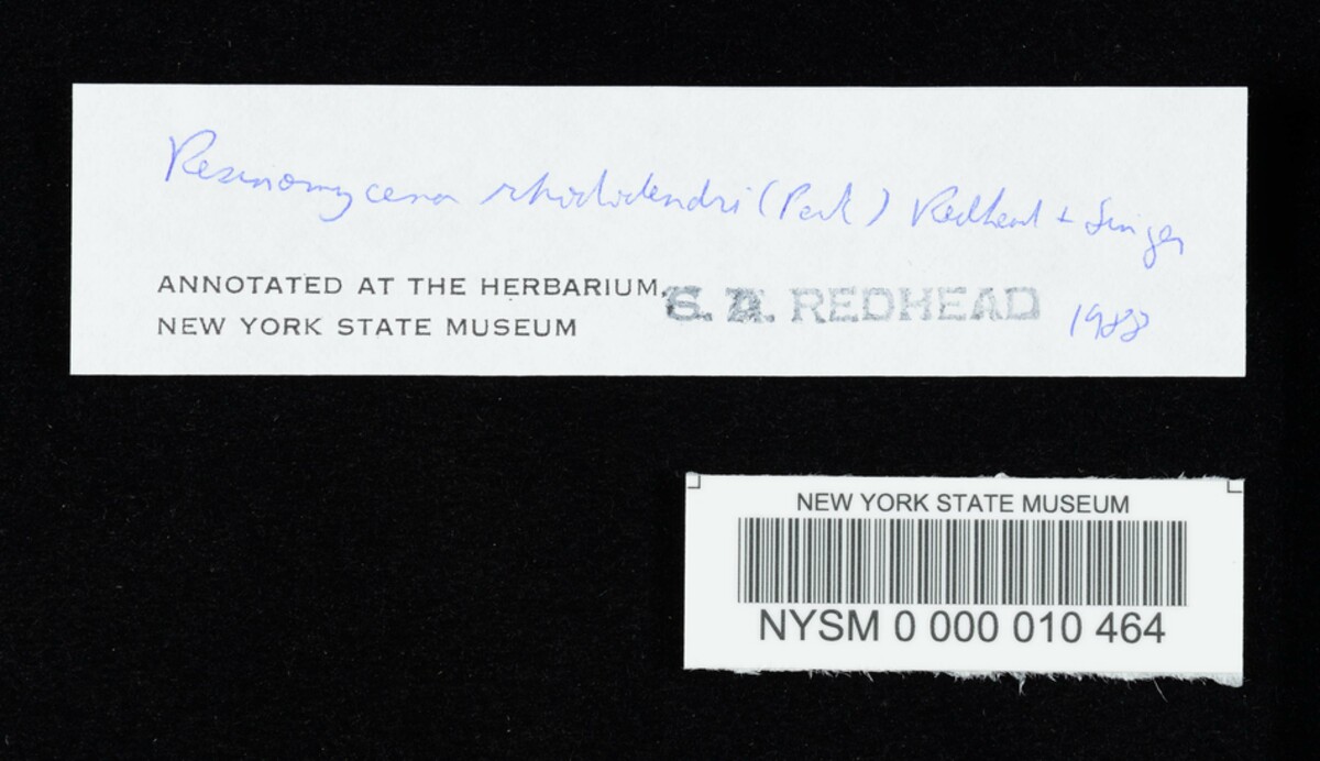 Marasmius resinosus image