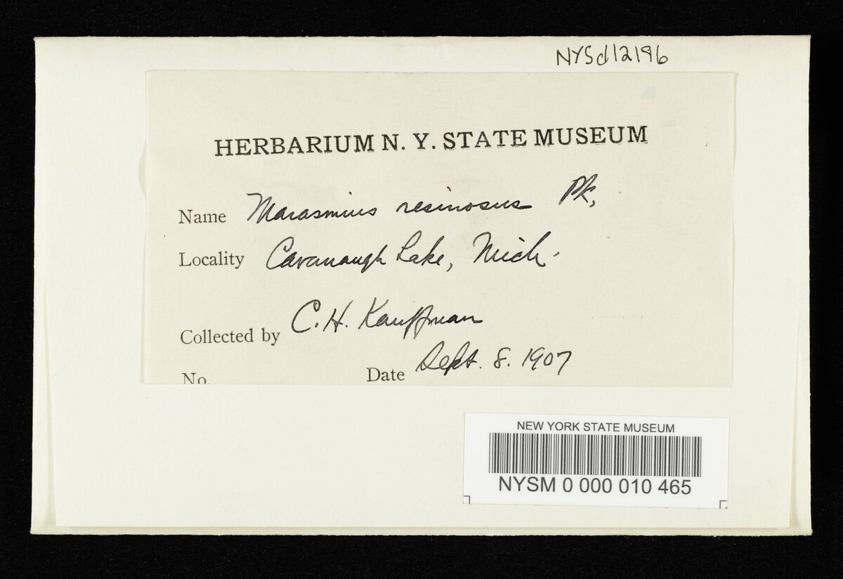 Marasmius resinosus image