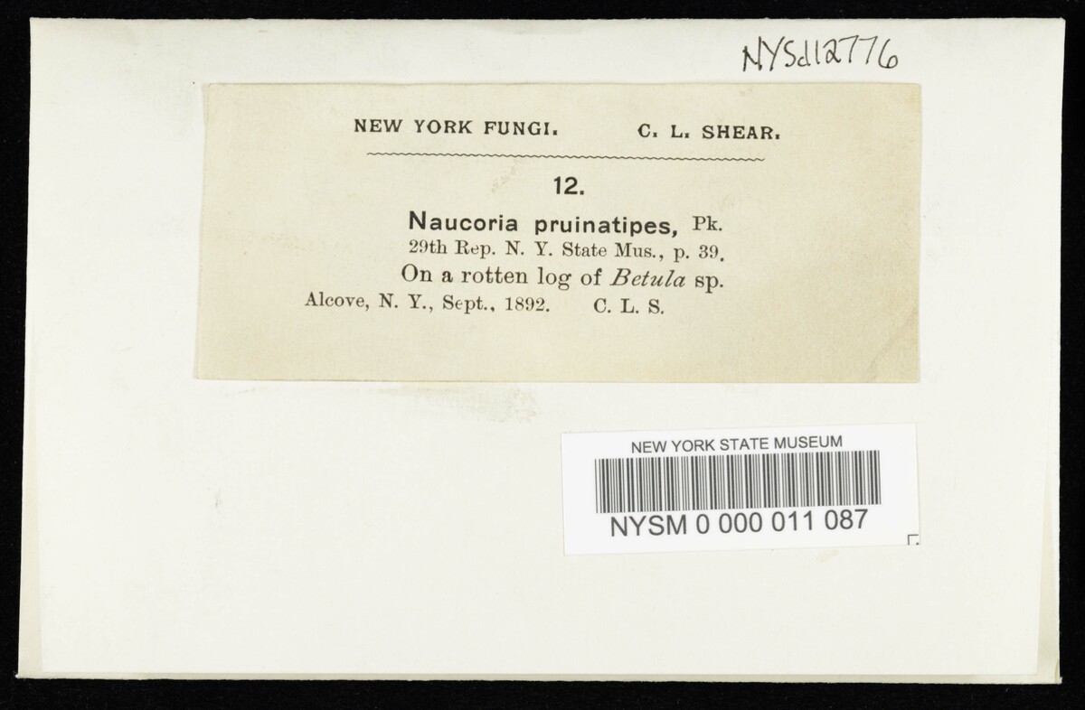 Naucoria pruinatipes image