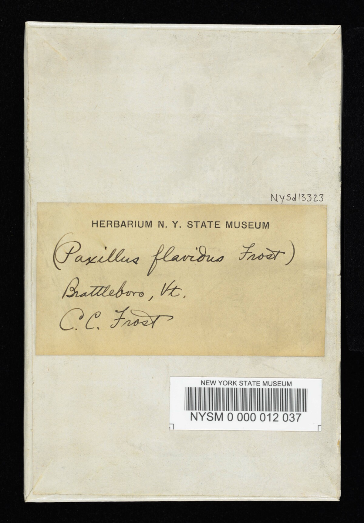 Paxillus flavidus image