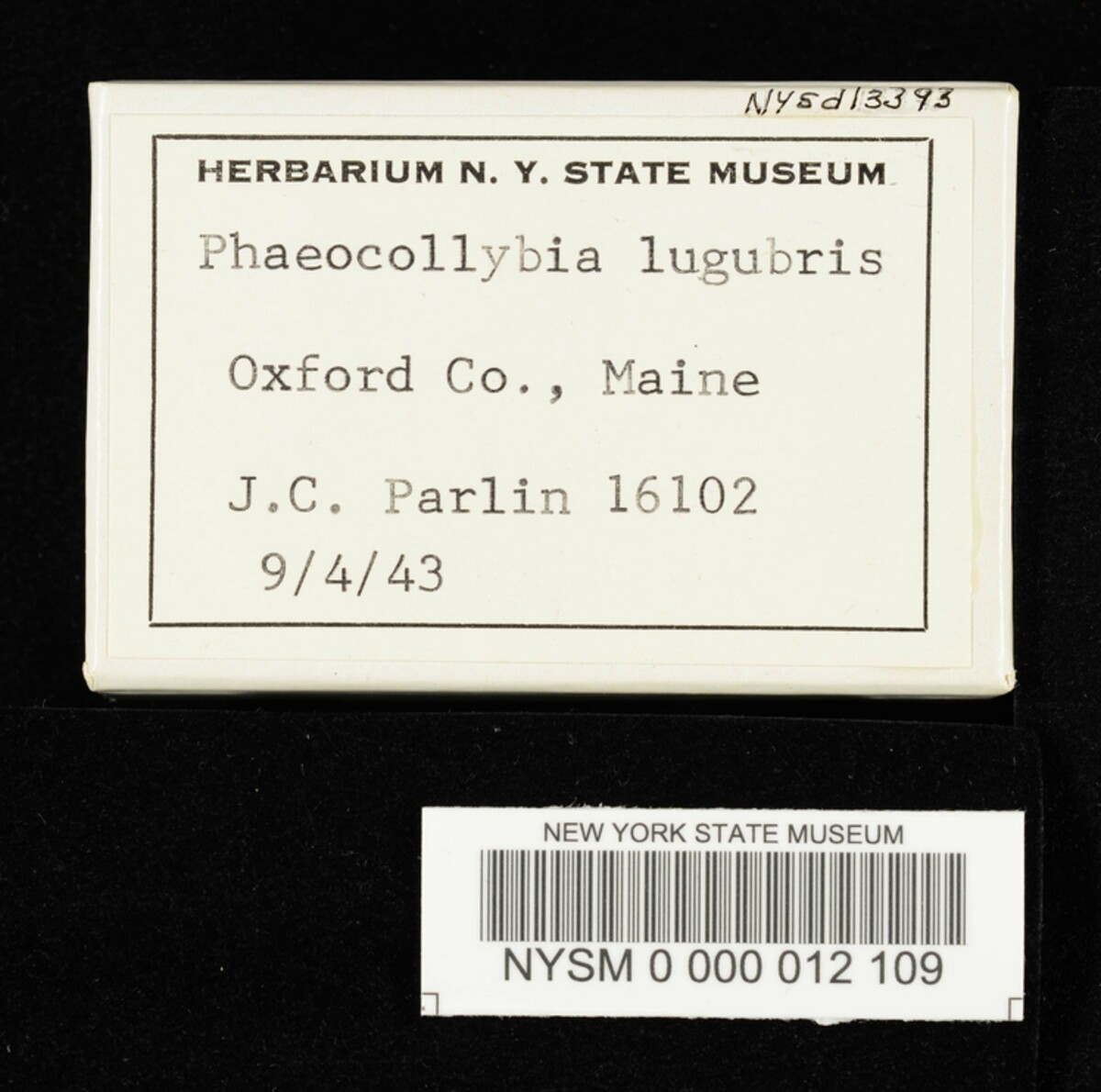 Phaeocollybia lugubris image