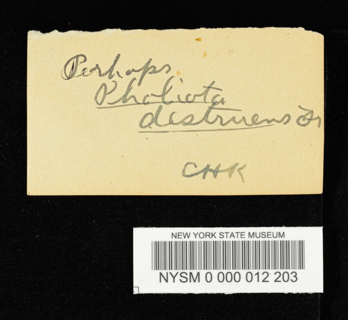 Pholiota luteofolius image