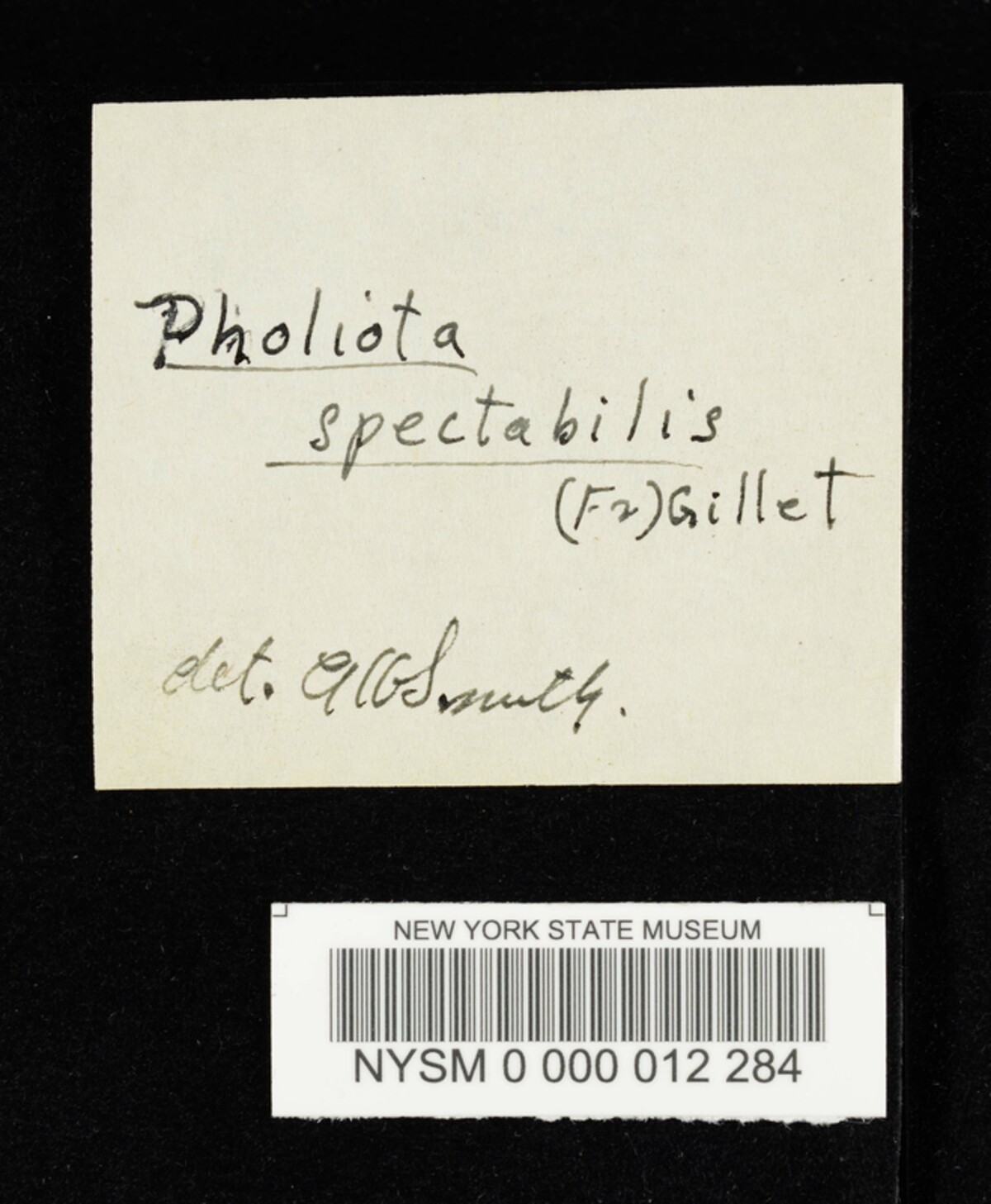 Pholiota villosa image