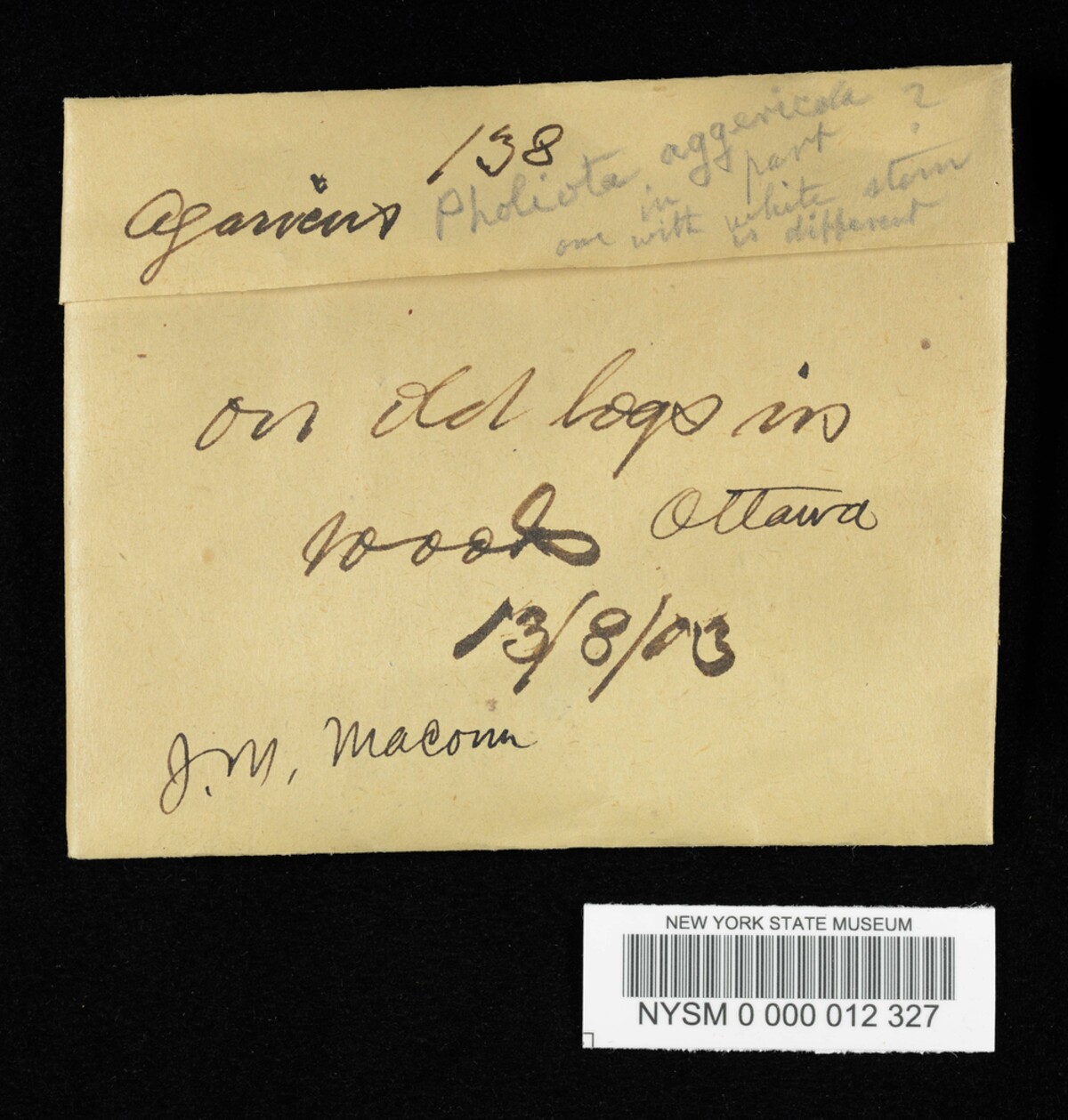 Pholiota aggericola image