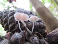 Roridomyces austrororidus image