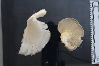 Pleurotus pulmonarius image