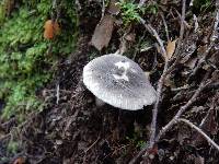 Amanita nehuta image