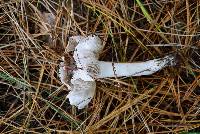 Tricholoma terreum image