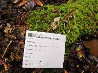 Entoloma procerum image