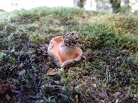 Xerocomus nothofagi image