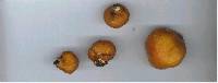 Cortinarius peraurantiacus image