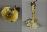 Tricholoma viridiolivaceum image