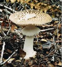 Amanita australis image