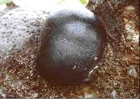 Daldinia novae-zelandiae image