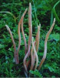 Clavaria roseoviolacea image