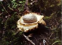 Geastrum triplex image