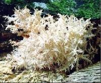 Hericium novae-zealandiae image