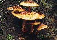 Pholiota adiposa image