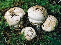 Cortinarius australiensis image