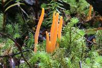 Clavaria phoenicea var. persicina image