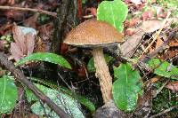 Austroboletus lacunosus image