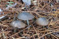 Entoloma brunneolilacinum image