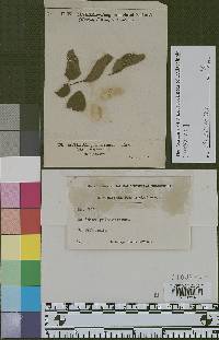Aecidium pulcherrimum image