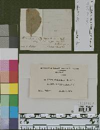Aecidium hydnoideum image