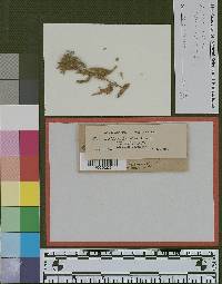 Aecidium eurotiae image