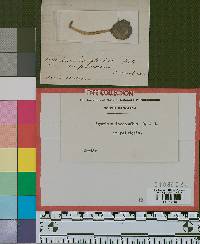 Agaricus iocephalus image