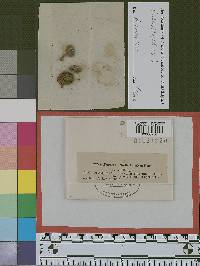 Agaricus cicatrisatus image