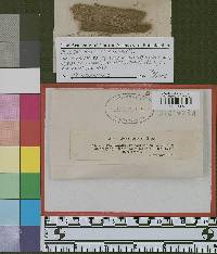 Arthrosporium compositum image