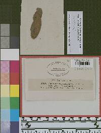 Asterina erysiphoides image