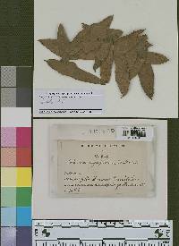 Asterina erysiphoides image