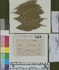 Asterina delitescens image