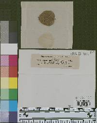 Aulographum reticulatum image