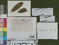 Aulographum quercinum image