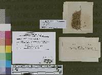 Caeoma abietis-canadensis image