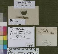 Dichomera compositarum image